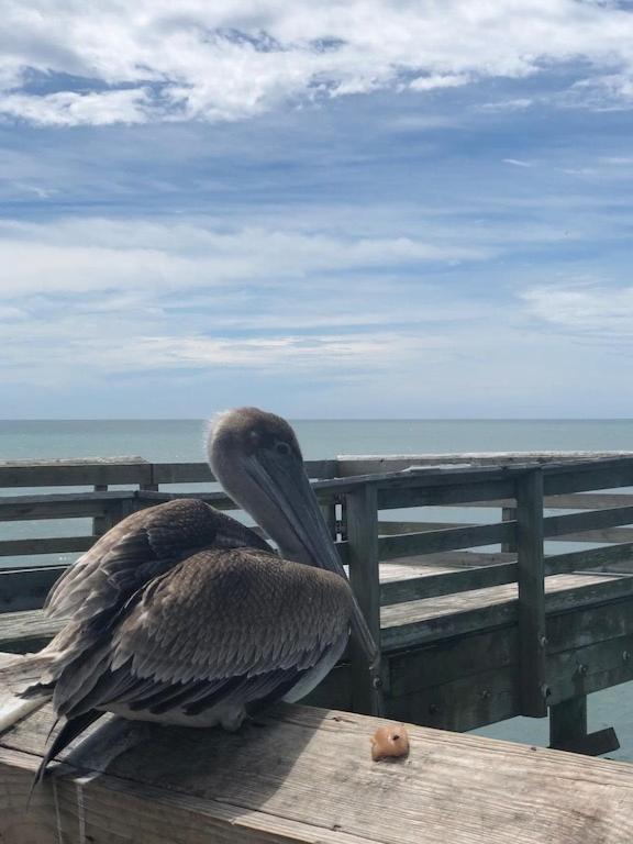 Fabulous Ocean Front Penthouse Condo Myrtle Beach Exteriör bild